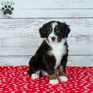 Benji, Bernedoodle Puppy